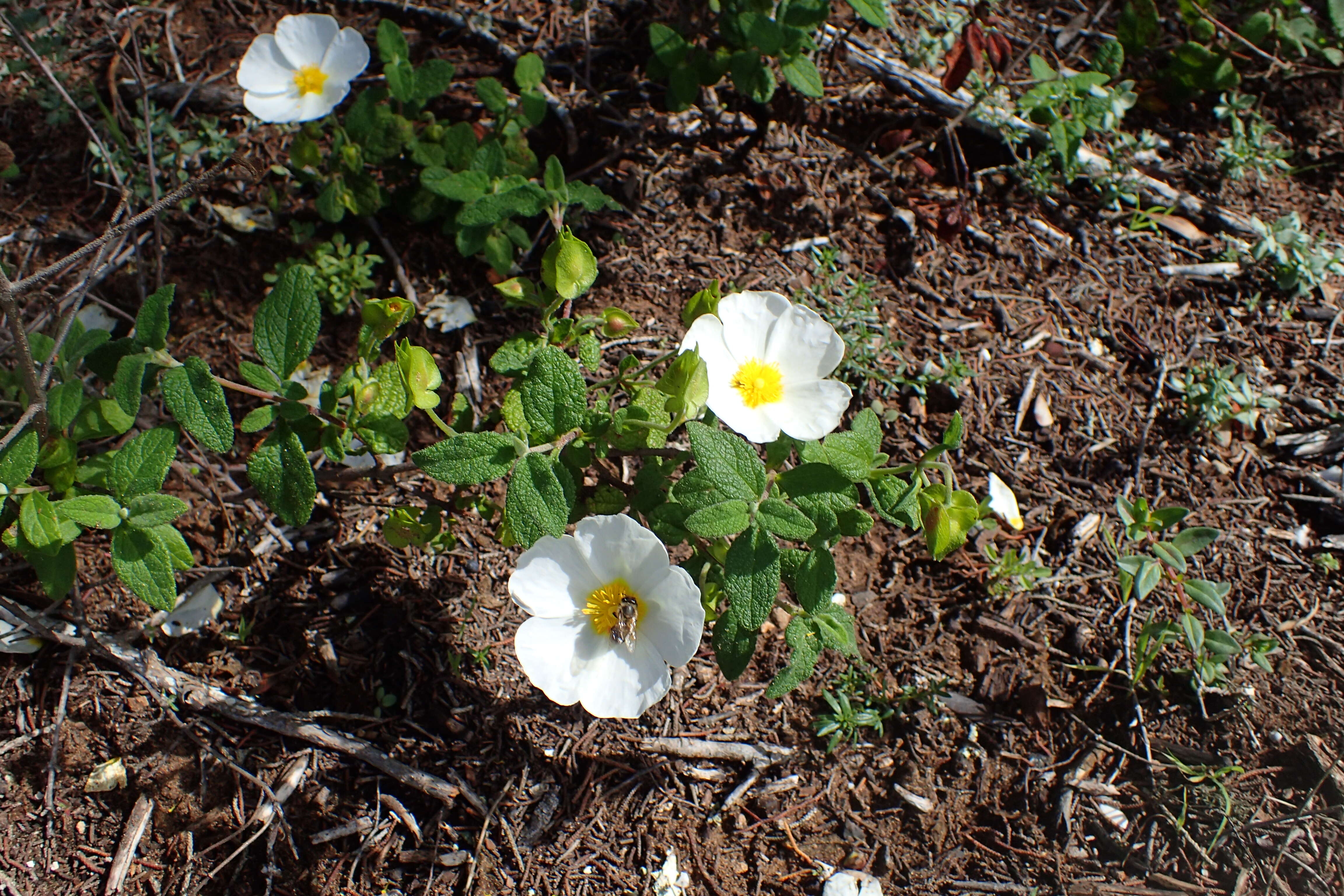 Imagem de Cistus salviifolius L.