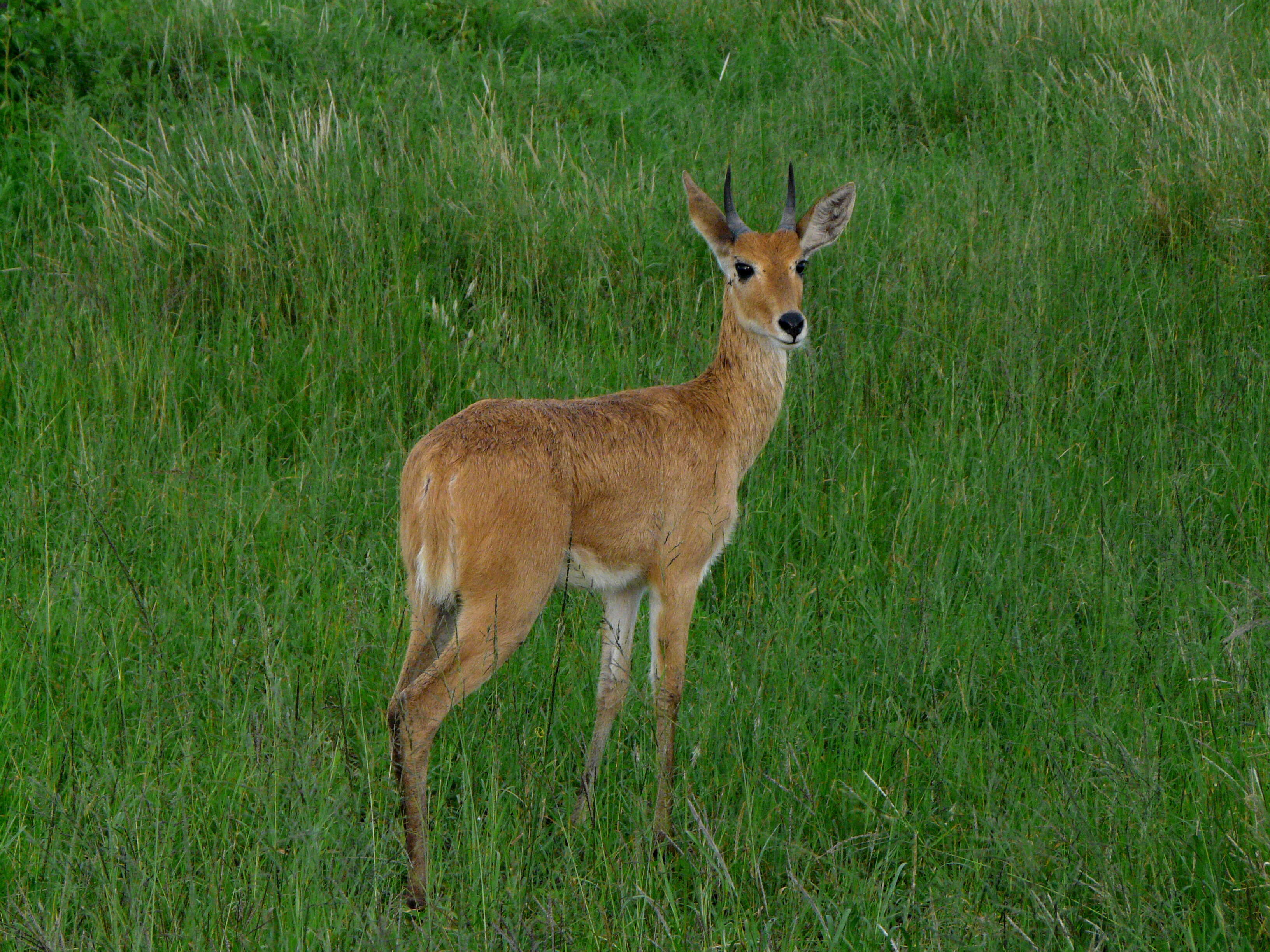 Image of Bohor Reedbuck