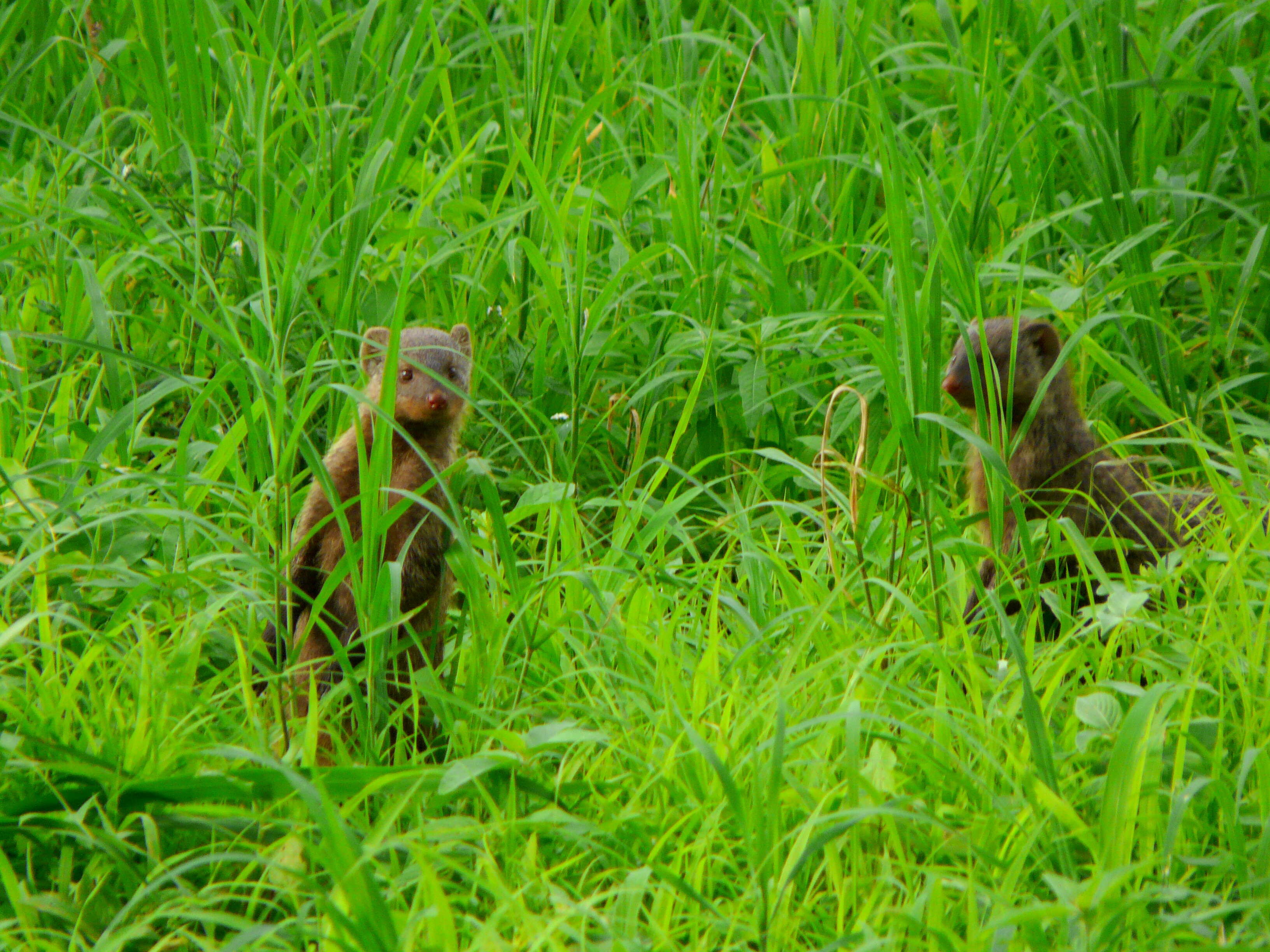 Image of Dwarf mongooses