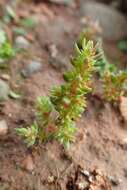 Crassula tillaea Lester-Garland resmi