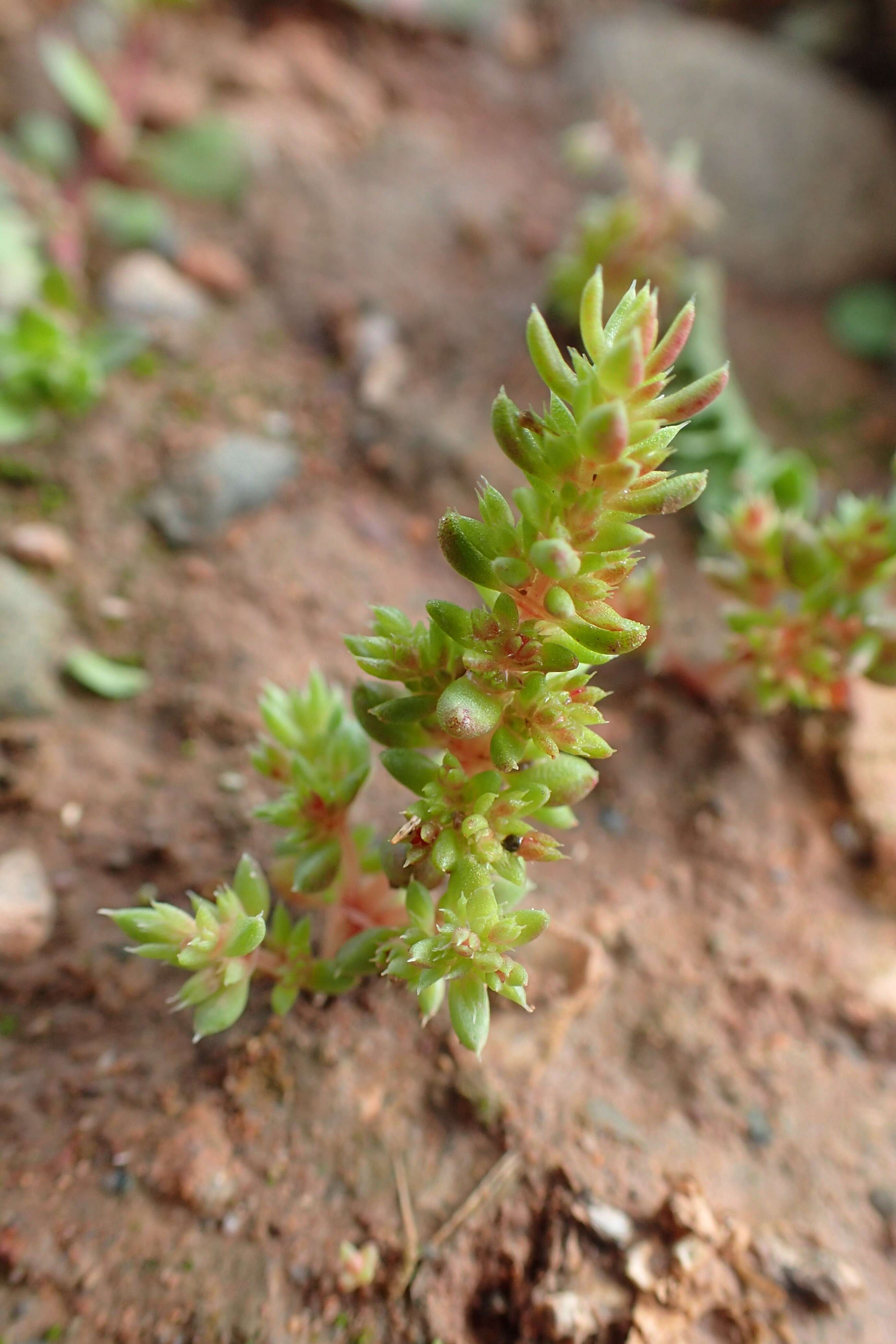 Crassula tillaea Lester-Garland resmi