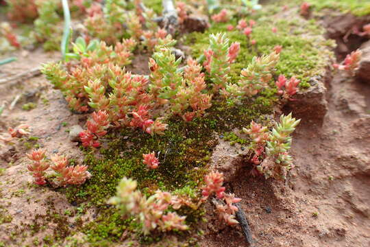 Image of Mossy Stonecrop