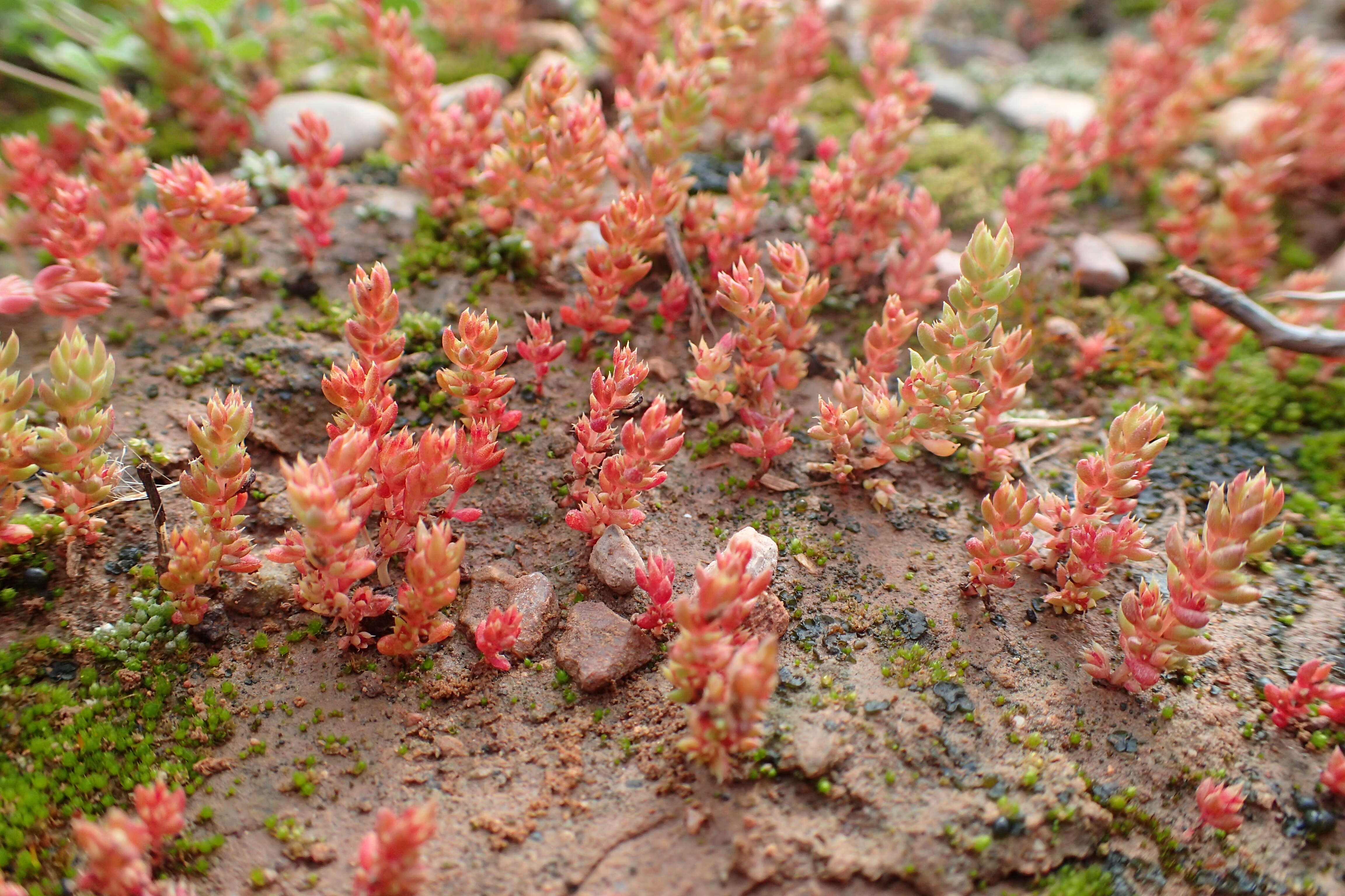 Crassula tillaea Lester-Garland resmi