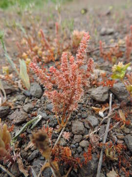 Crassula tillaea Lester-Garland resmi