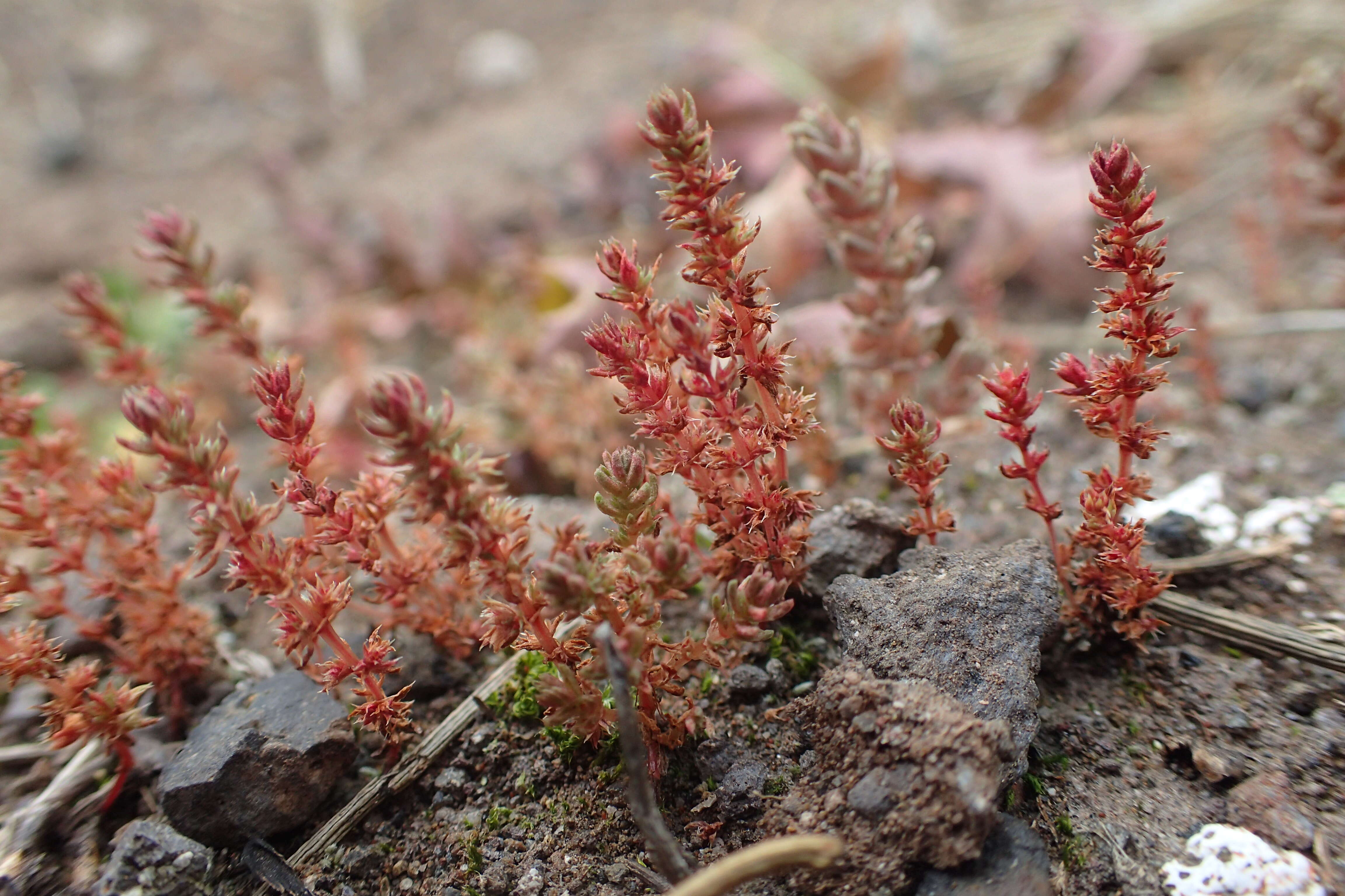 Crassula tillaea Lester-Garland resmi