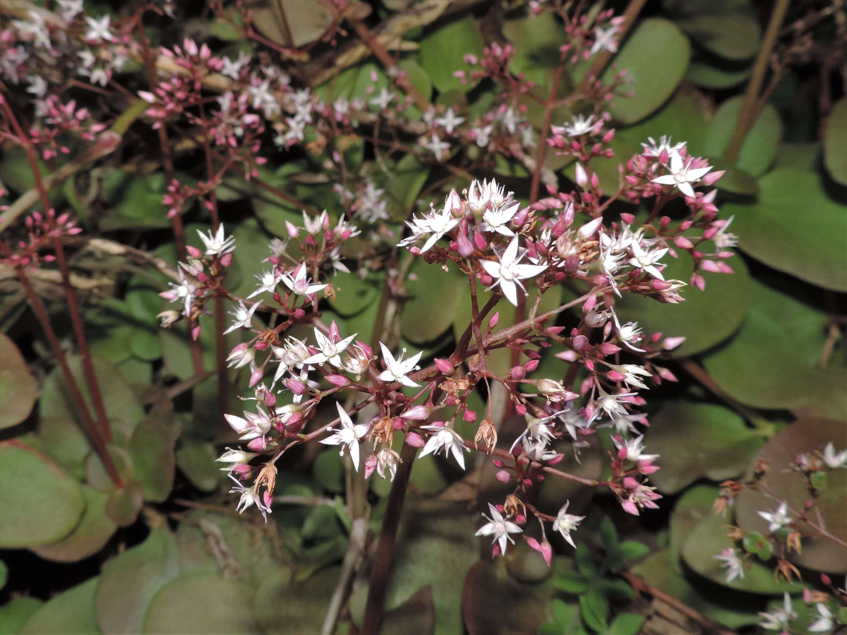 Image of Cape Province pygmyweed