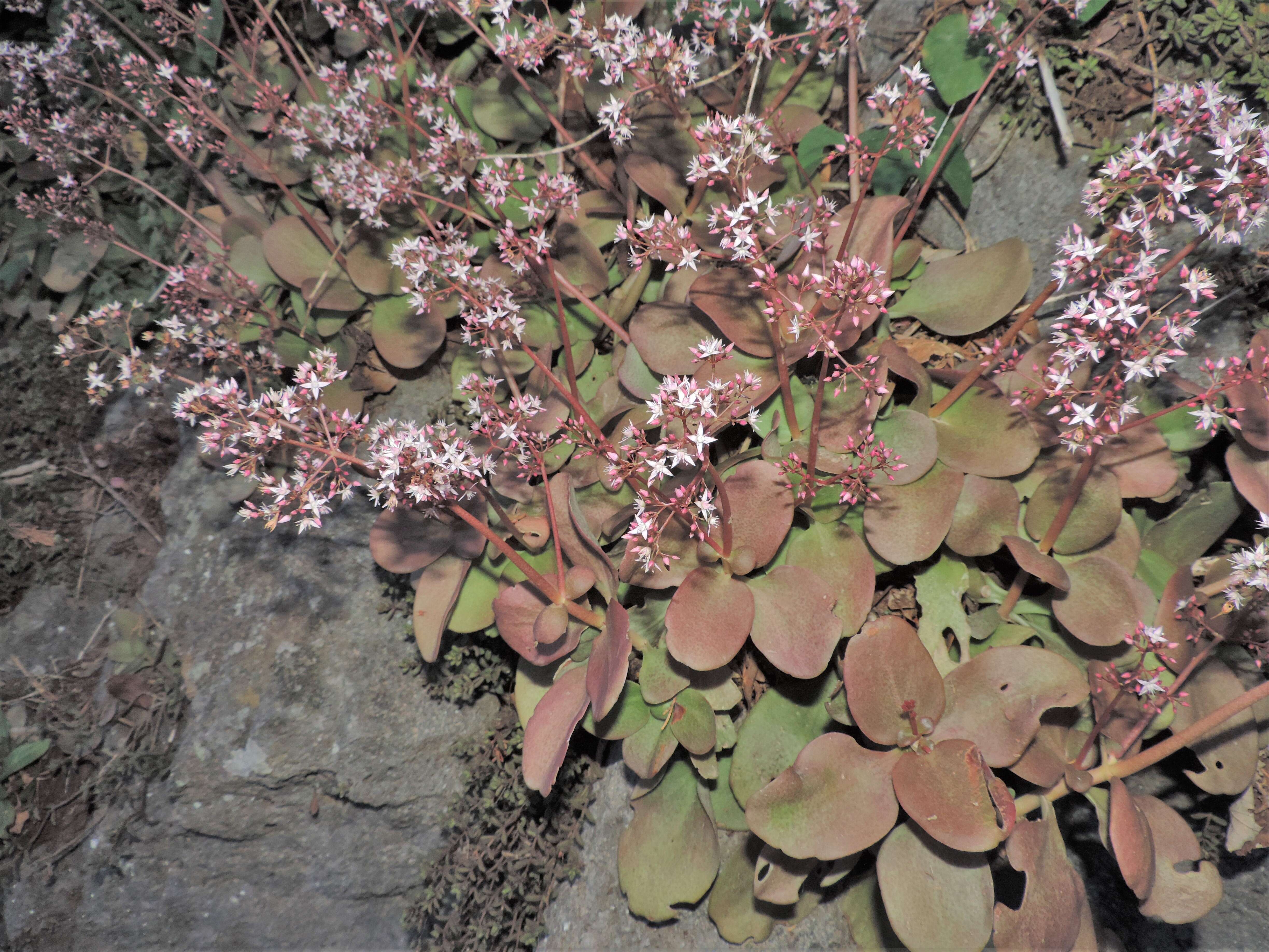 Image of Cape Province pygmyweed