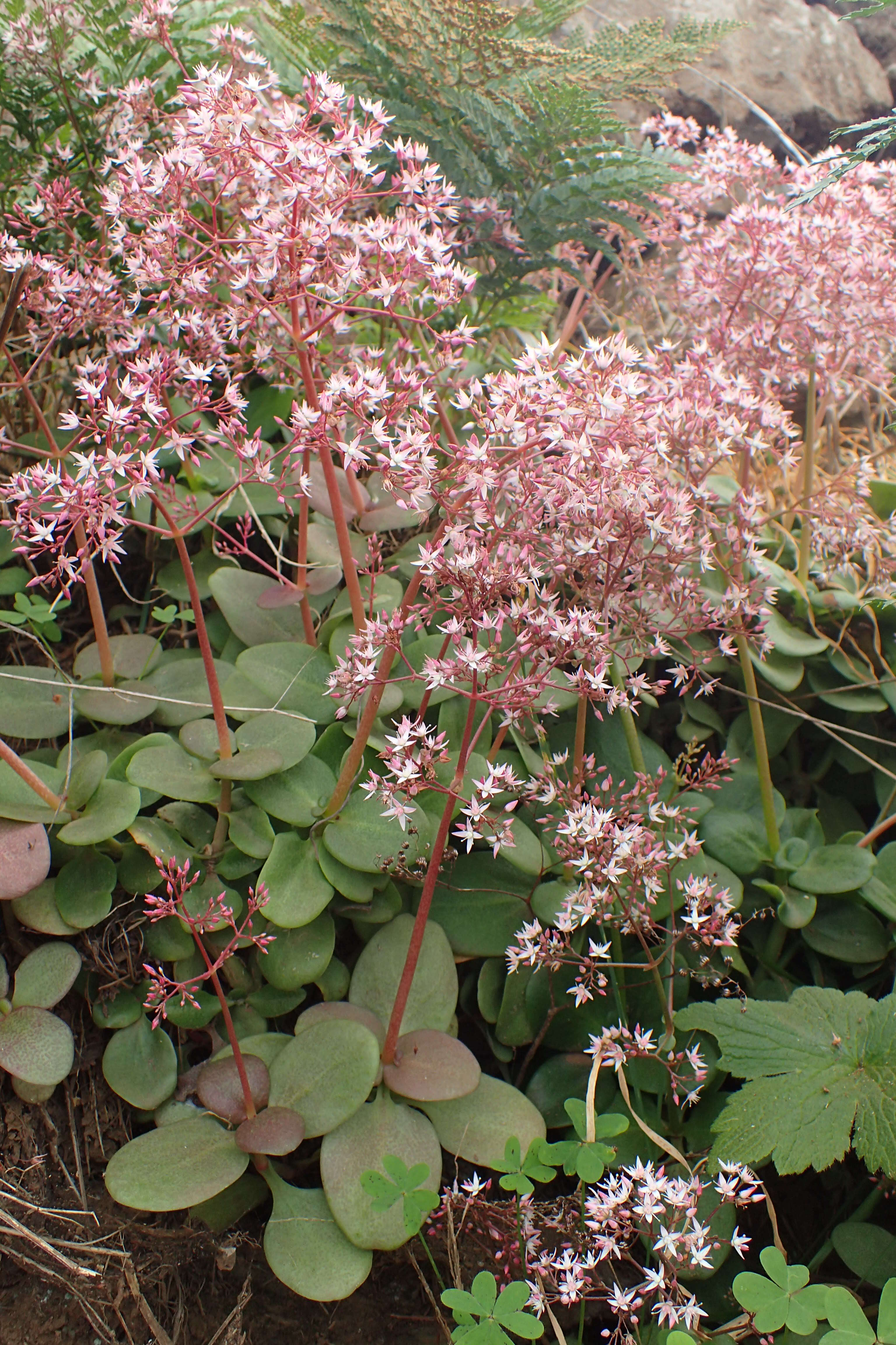 Image of Cape Province pygmyweed