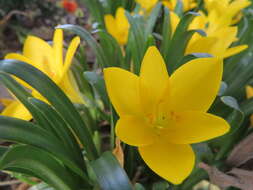 Image of winter daffodil