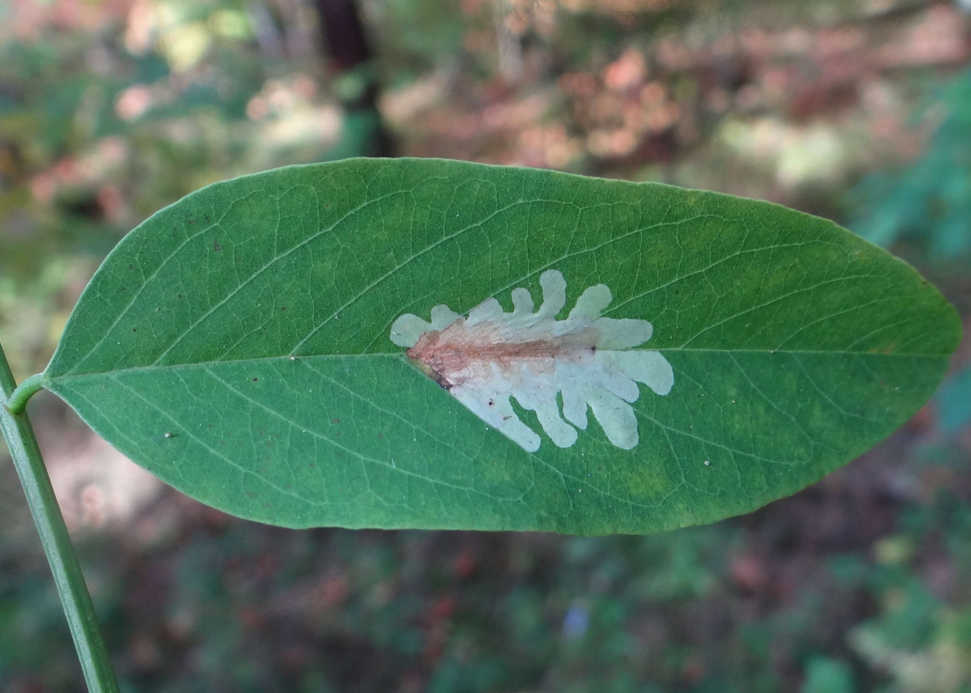 Image of Locust Digitate Leafminer