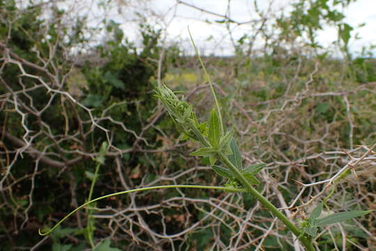 Image of Cretan bryony