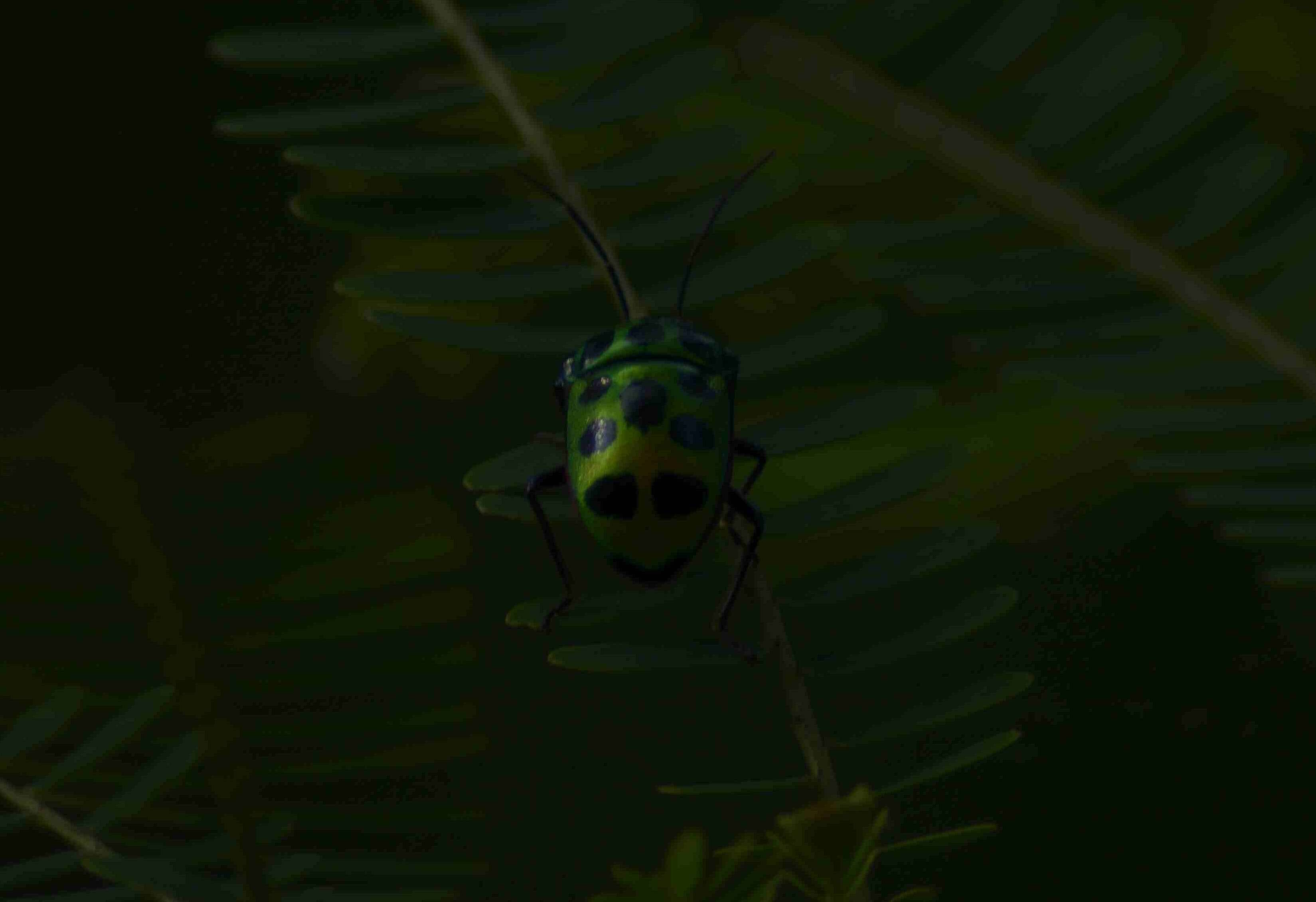 Image of <i>Chrysocoris stollii</i>