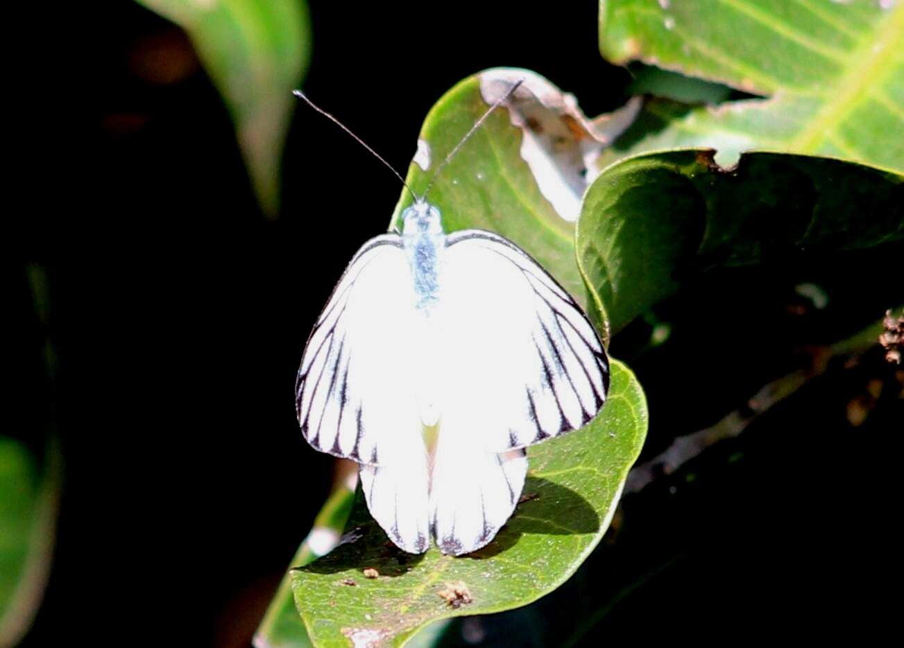 Image of Western Striped Albatross