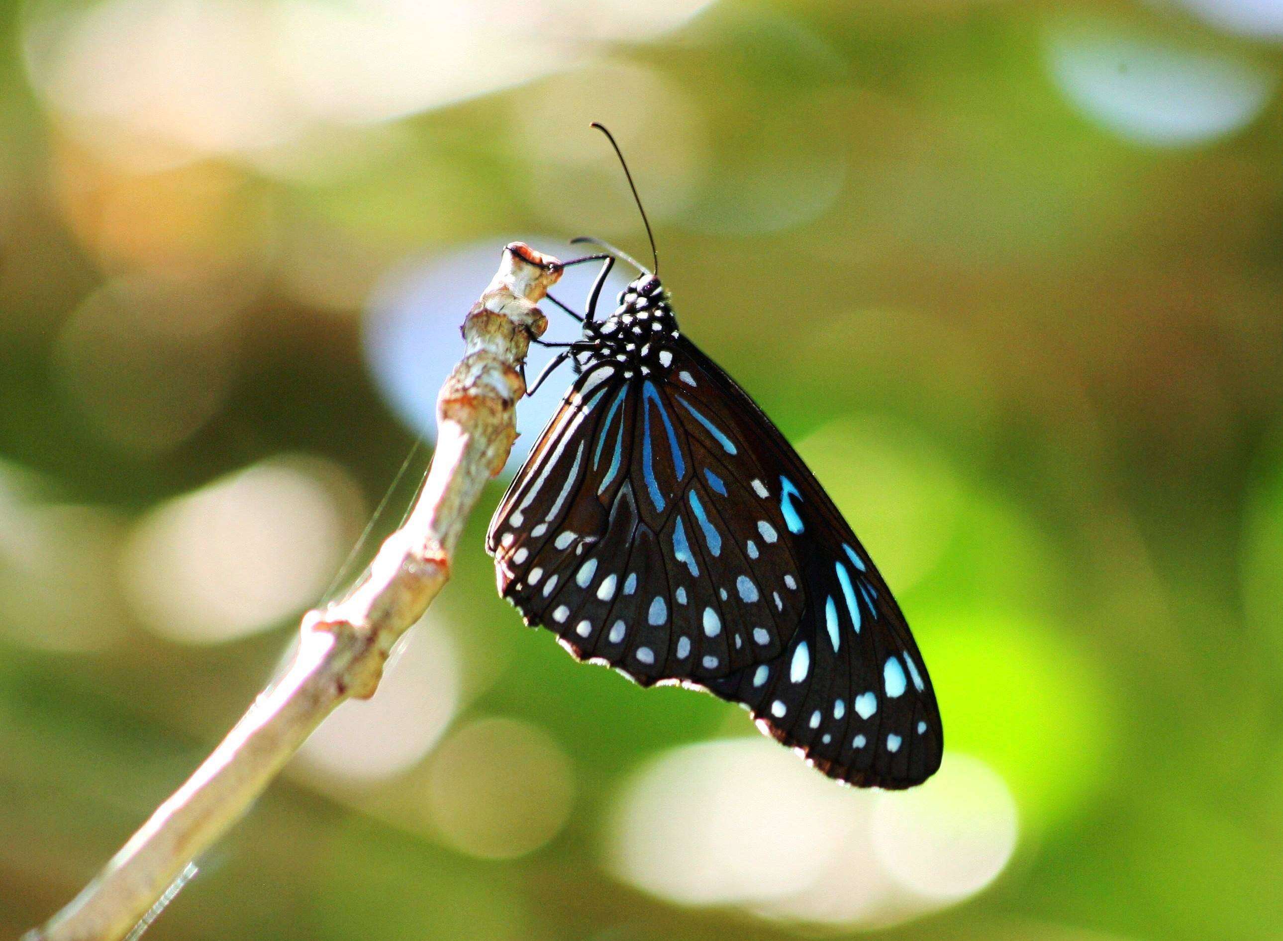 Image of Tirumala septentrionis