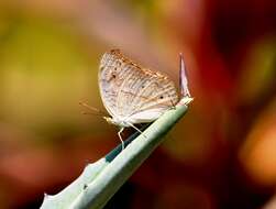 Plancia ëd Junonia atlites Linnaeus 1763