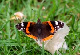 Image of Red Admiral