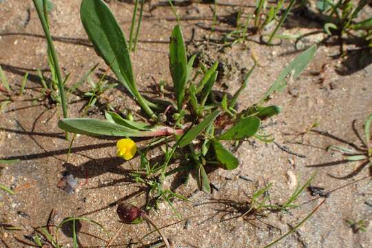 Plancia ëd Scorpiurus muricatus L.