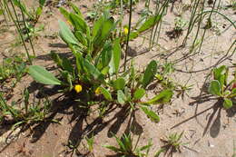 Image of prickly scorpion's-tail