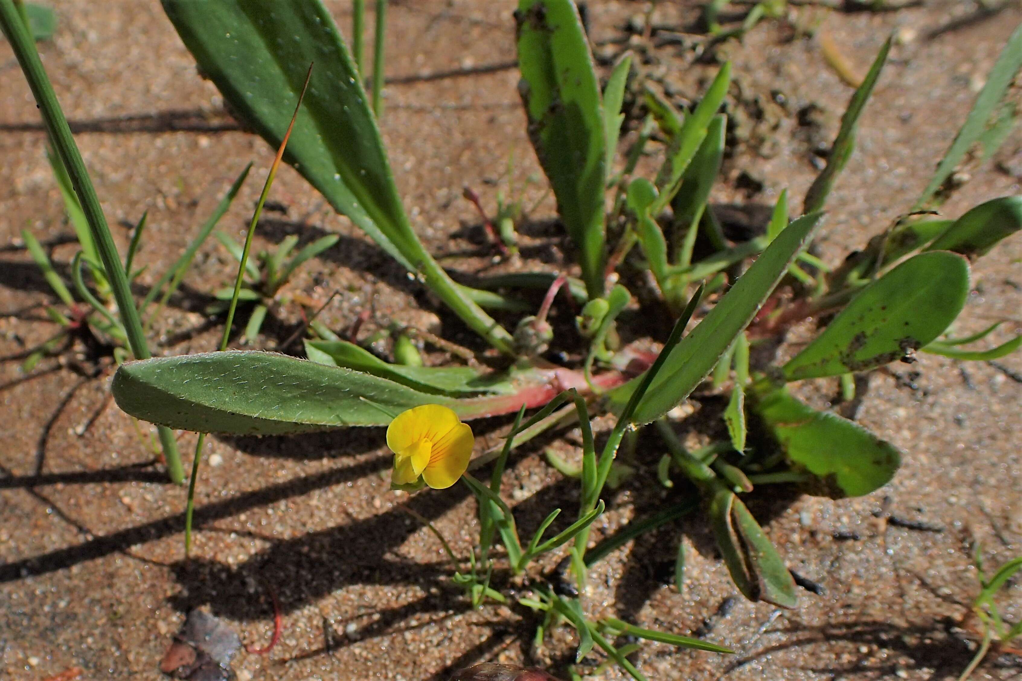 Plancia ëd Scorpiurus muricatus L.