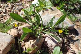 Image of prickly scorpion's-tail