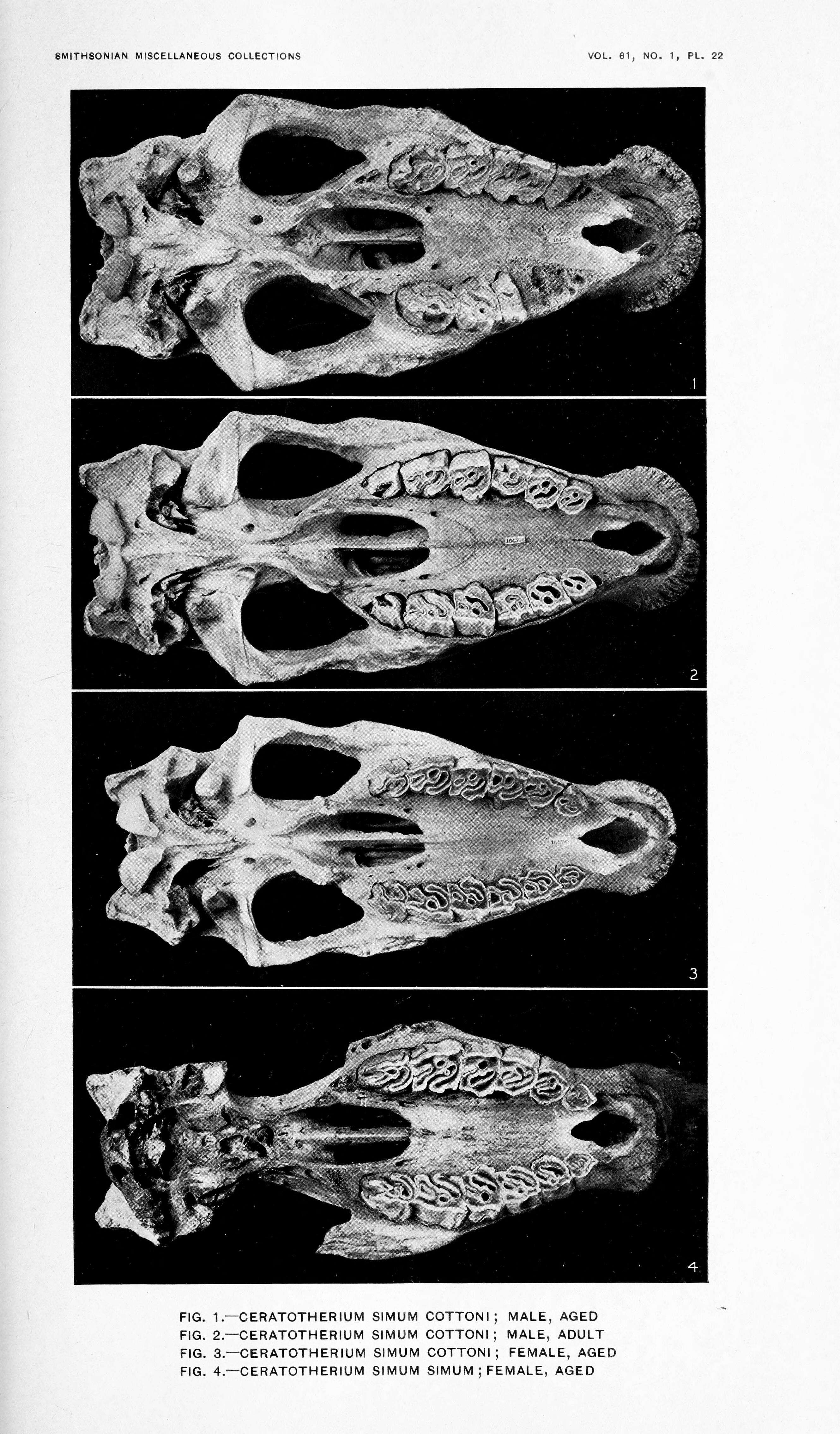 Image of Ceratotherium simum simum