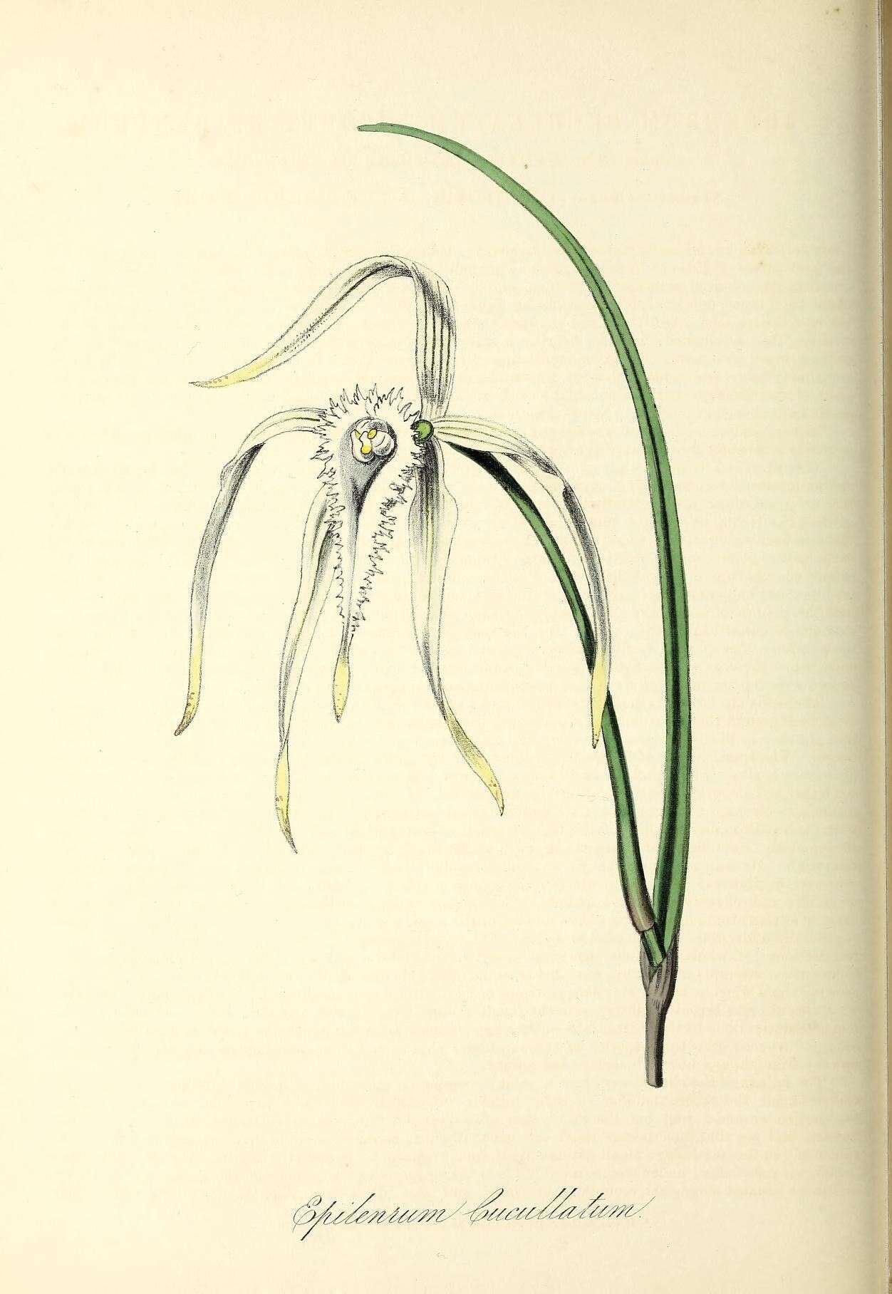 Imagem de Brassavola cucullata (L.) R. Br.