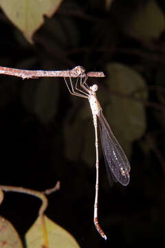 Image of Platylestes platystylus (Rambur 1842)