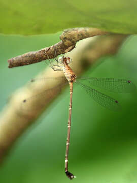 Image of Platylestes platystylus (Rambur 1842)