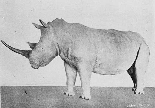 Image of Ceratotherium simum simum