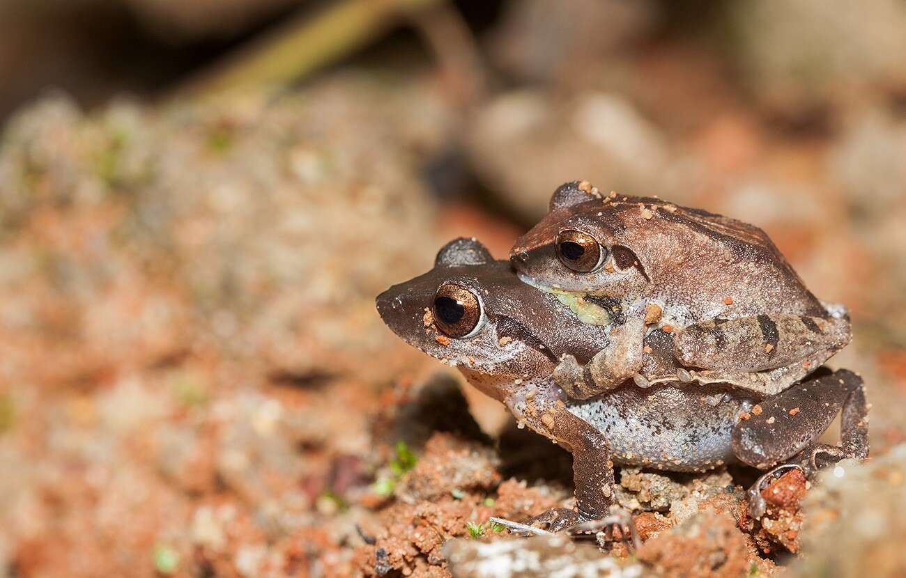 Image of Pseudophilautus amboli (Biju & Bossuyt 2009)