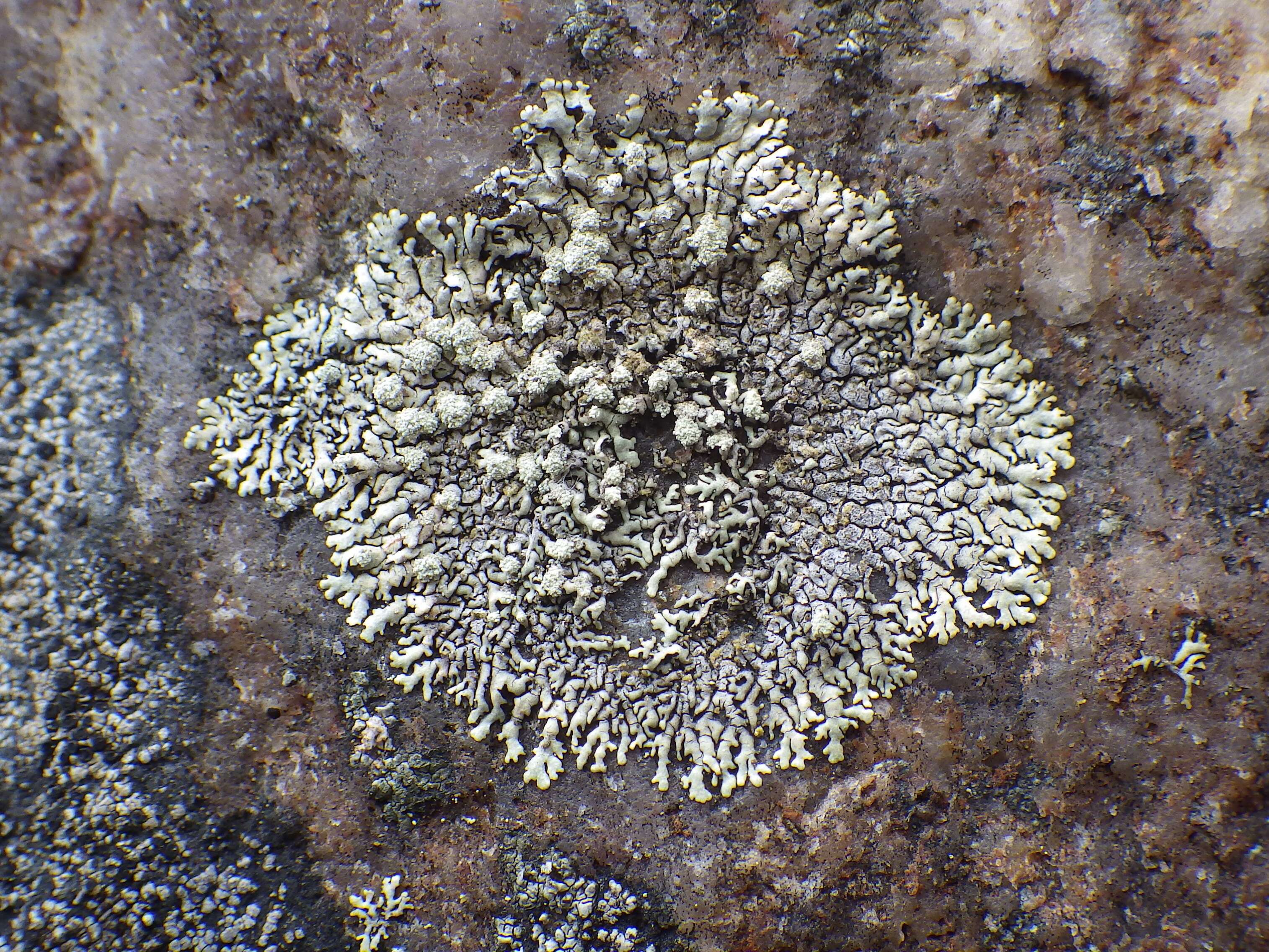 Image of Mougeot's xanthoparmelia lichen