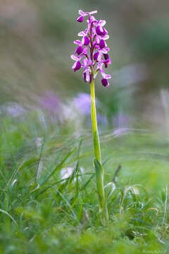 Image of Long-spurred orchid