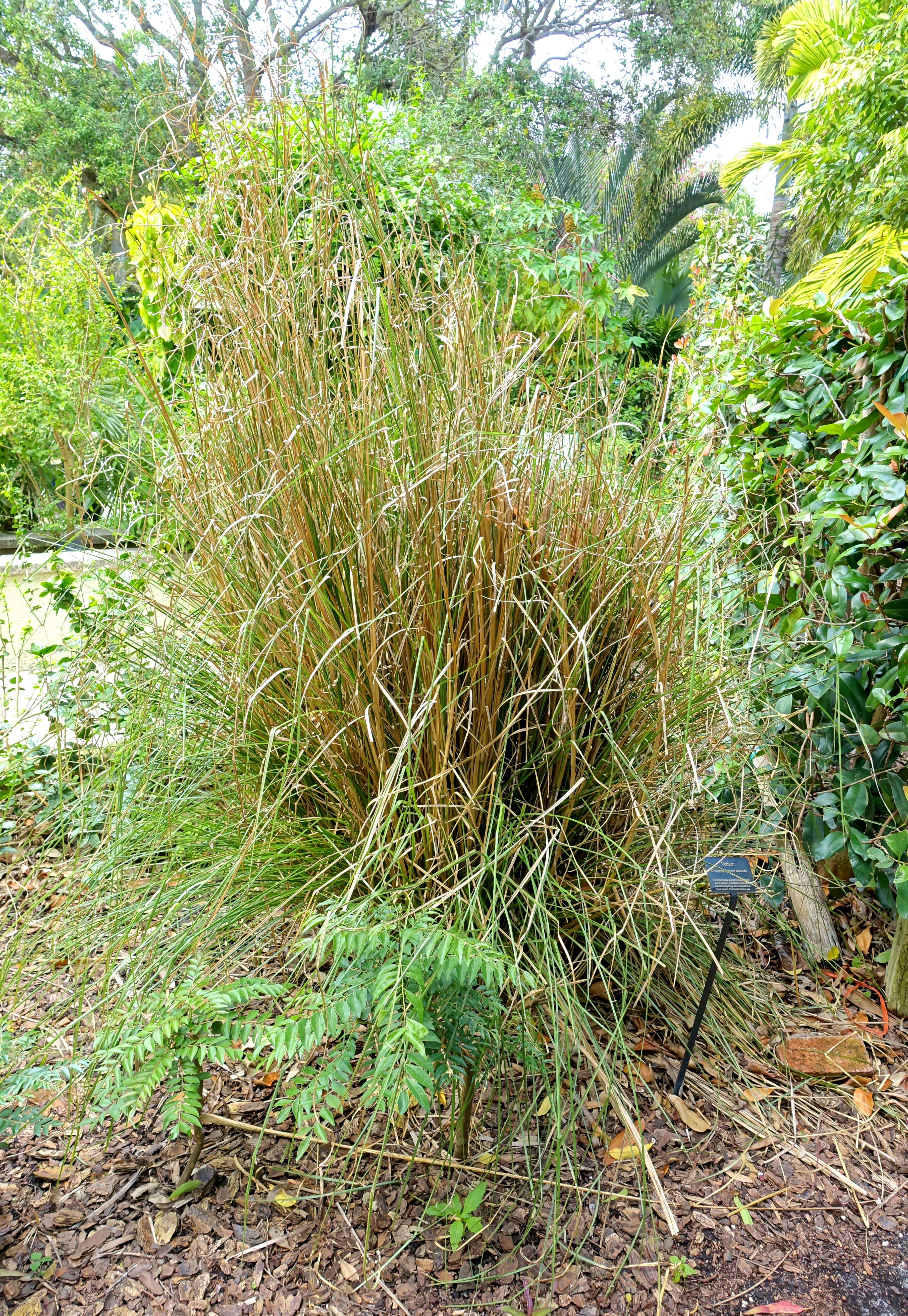 Vetiver resmi