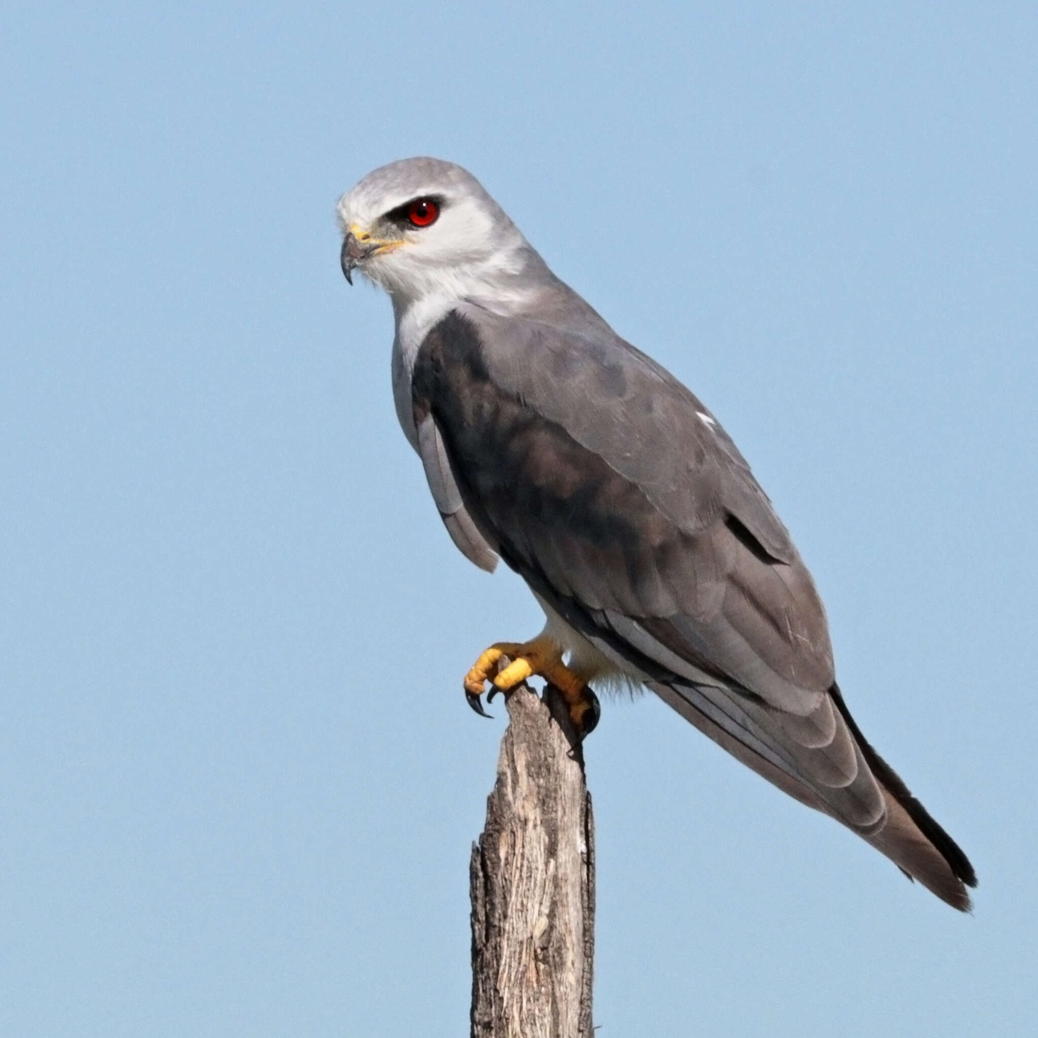 Image of Black-shouldered Kite