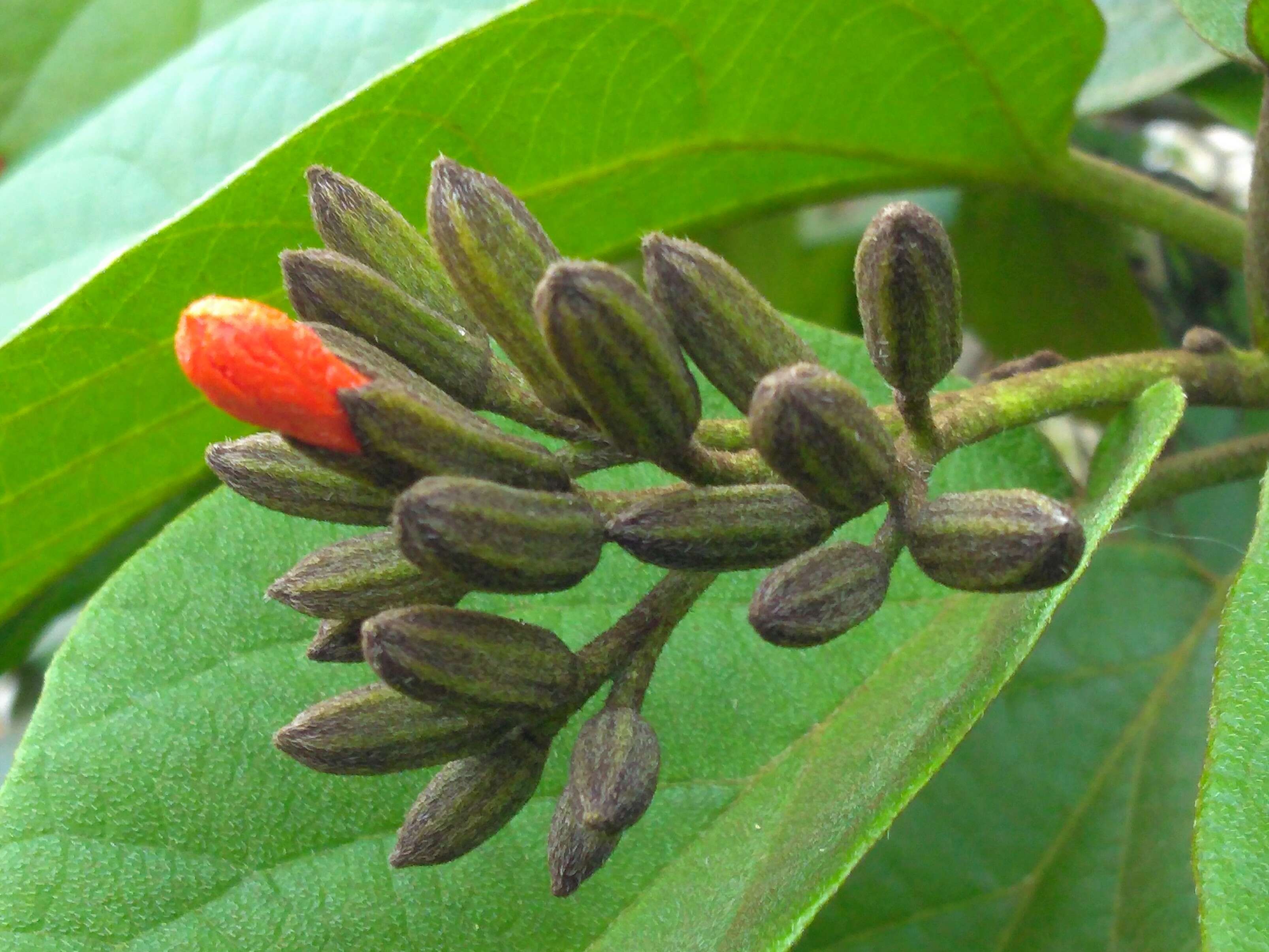 Image of largeleaf geigertree