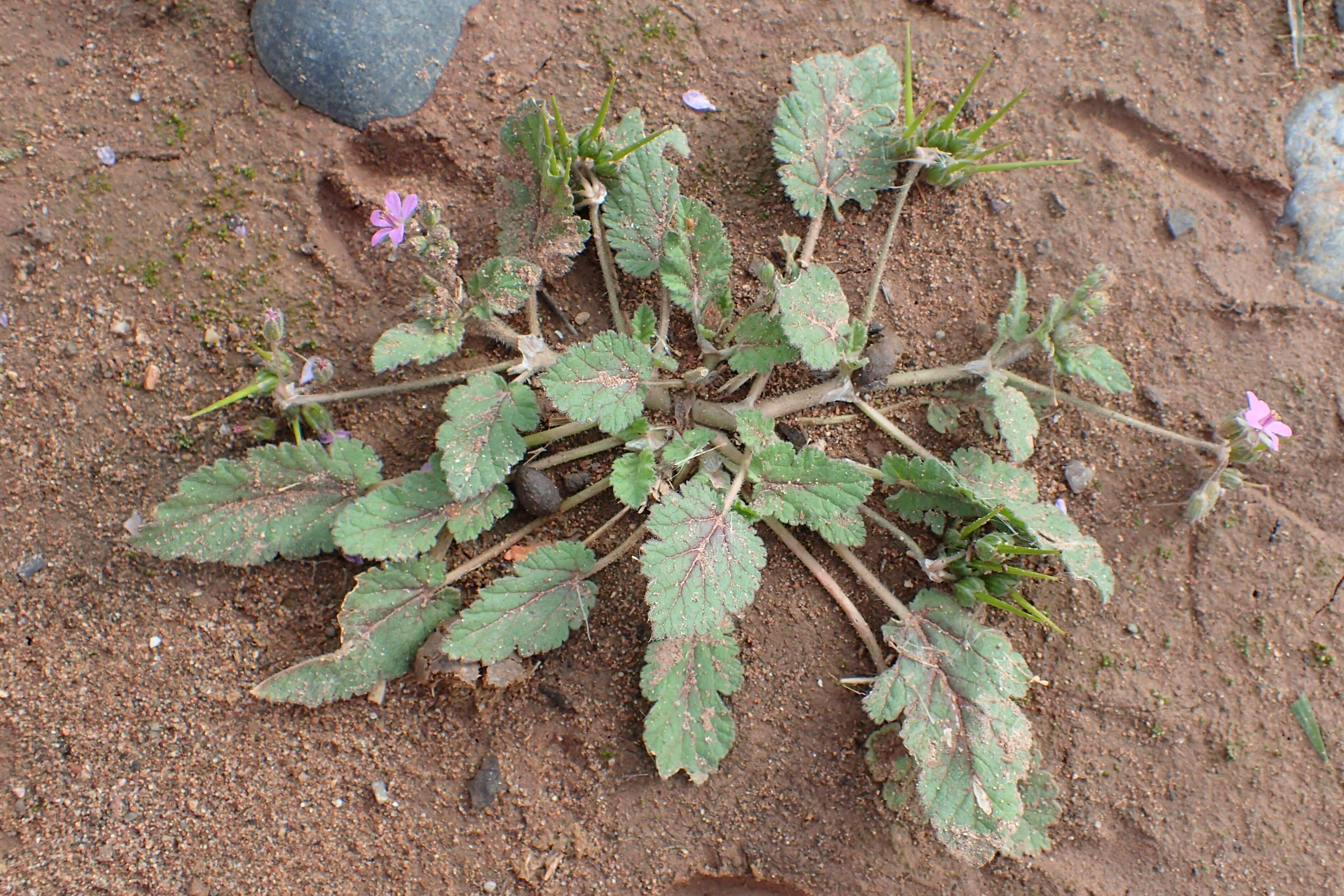 Image of Mediterranean stork's bill