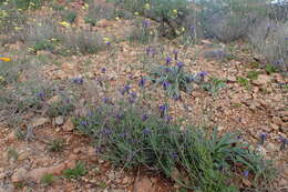 Image of Lavandula multifida L.