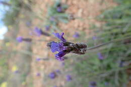 Image of Lavandula multifida L.