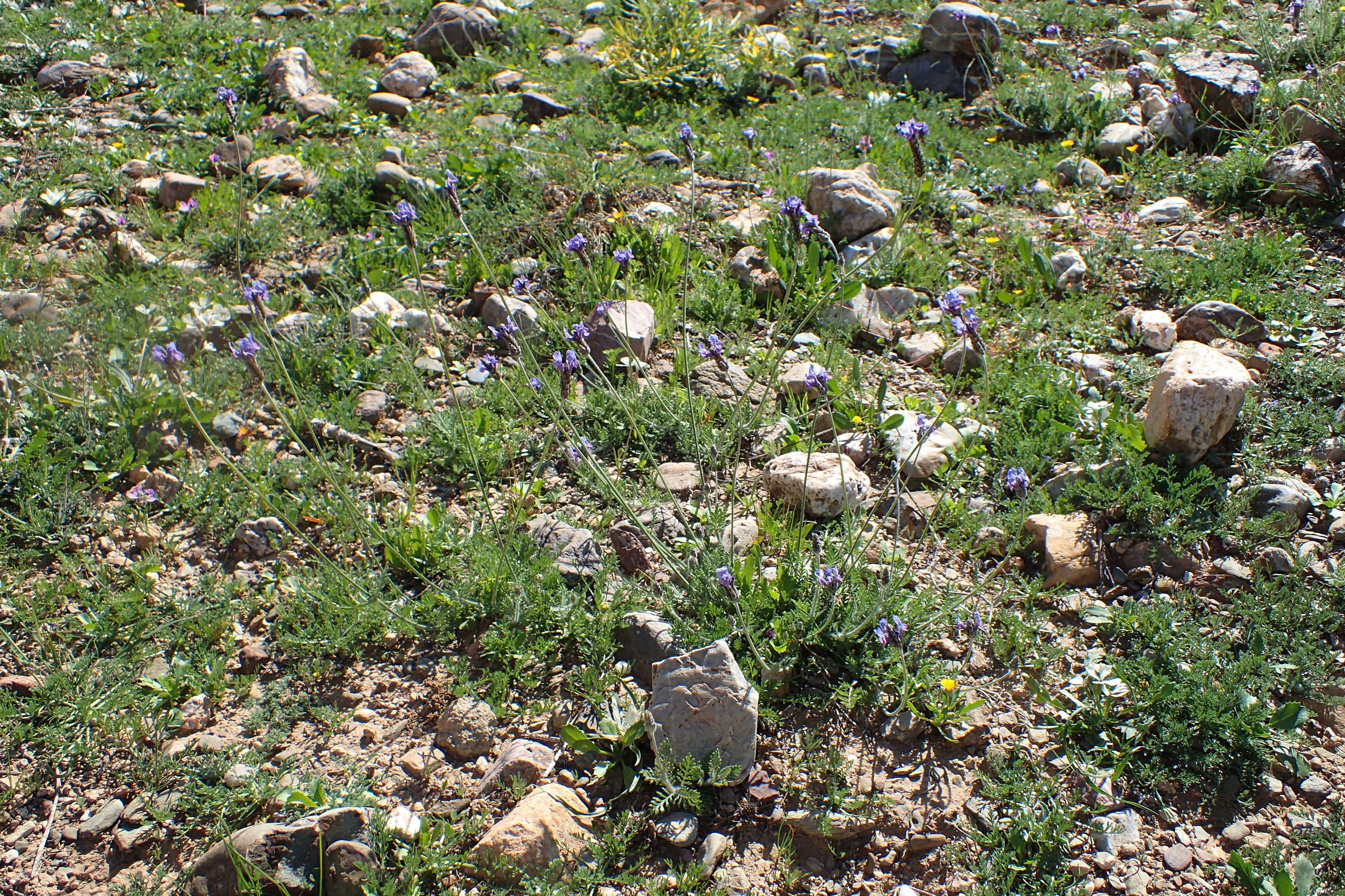 Image of Lavandula multifida L.