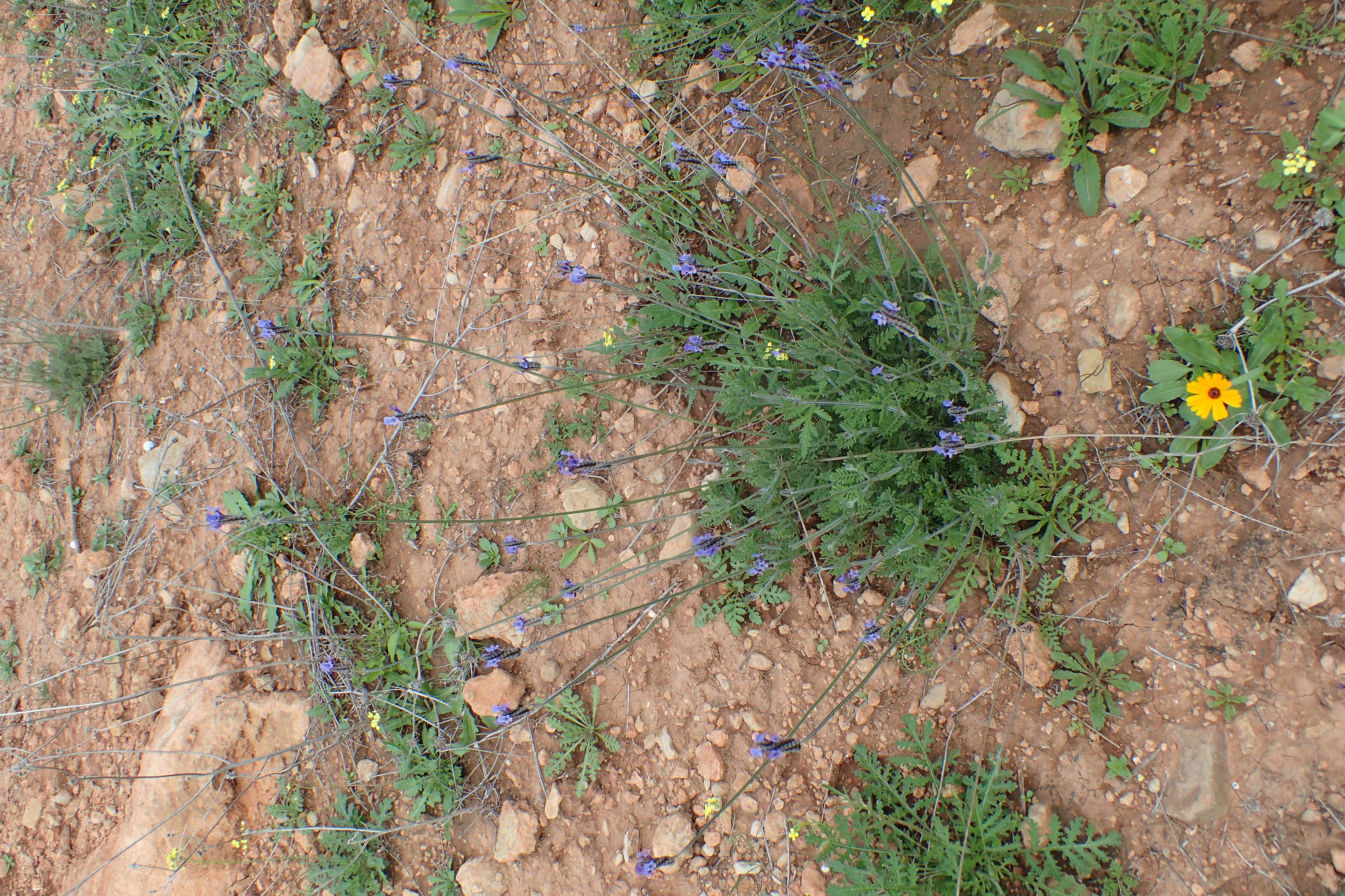 Image of Lavandula multifida L.