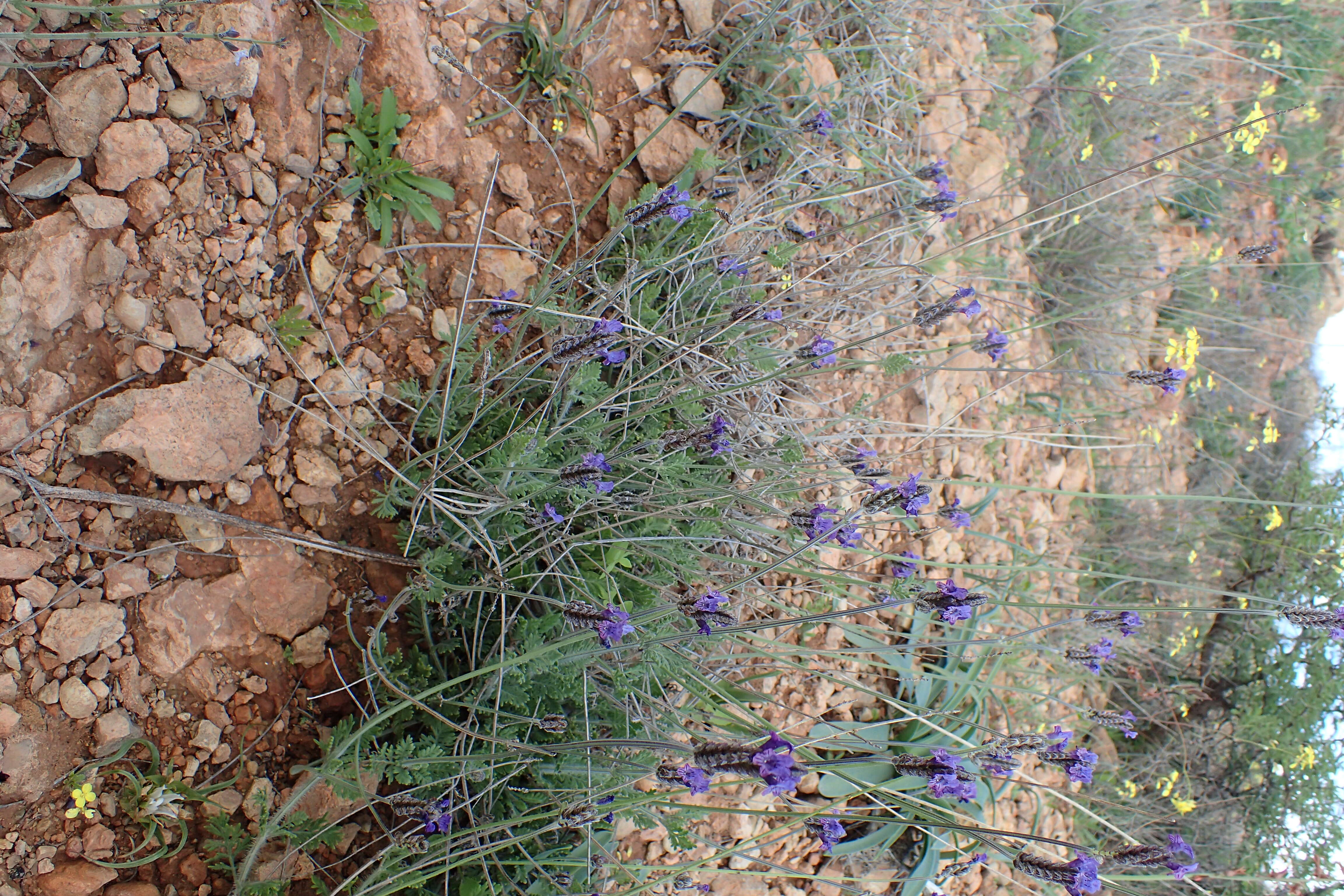 Image of Lavandula multifida L.