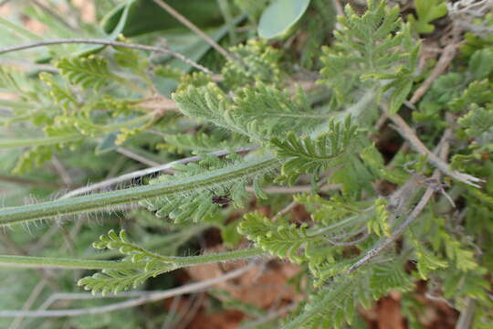 Image of Lavandula multifida L.