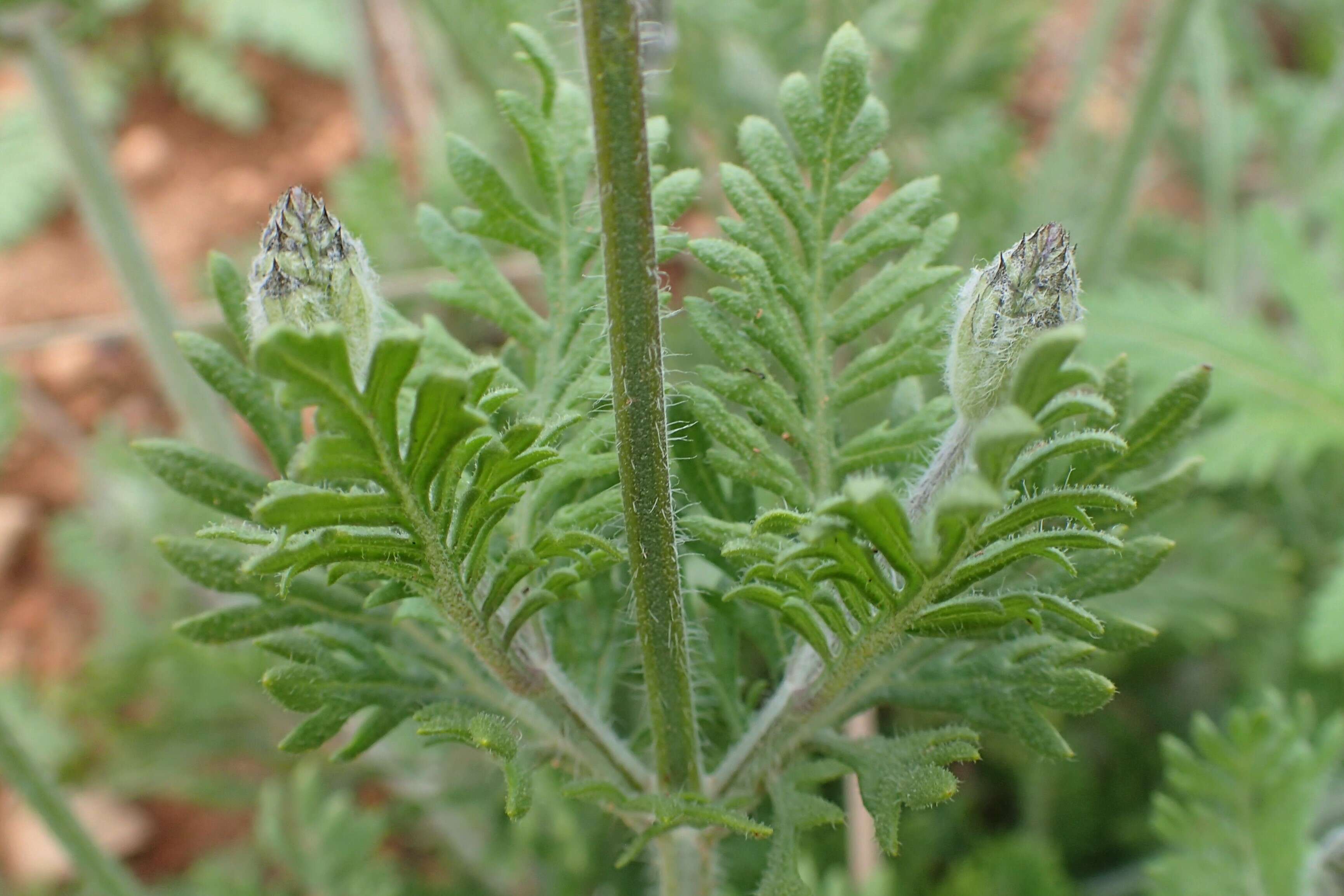 Image of Lavandula multifida L.