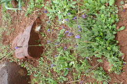 Image of Lavandula multifida L.