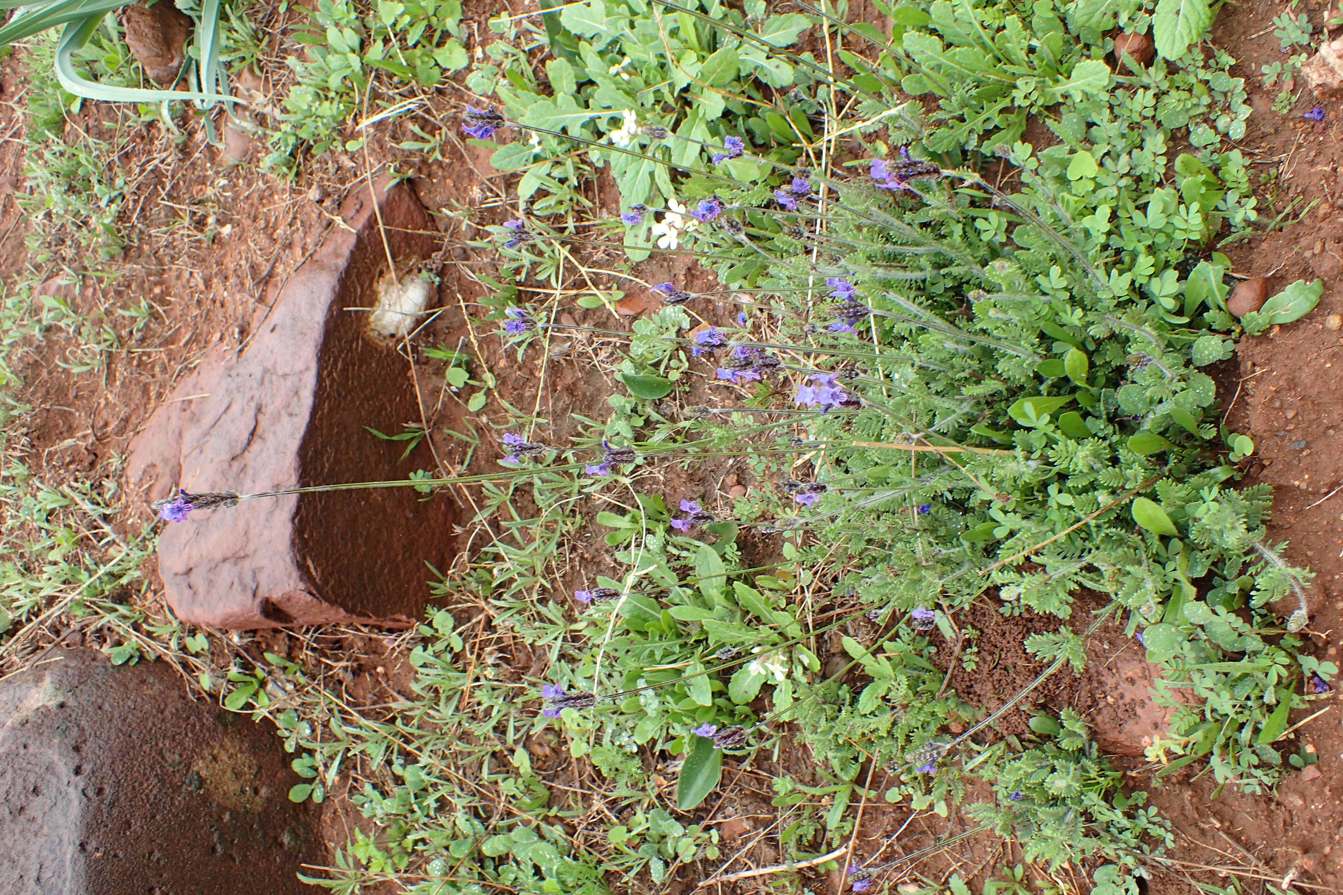 Image of Lavandula multifida L.