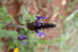 Image of Lavandula multifida L.