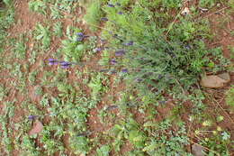 Image of Lavandula multifida L.