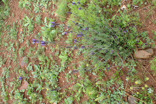 Image of Lavandula multifida L.