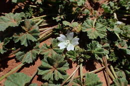 Image of common mallow