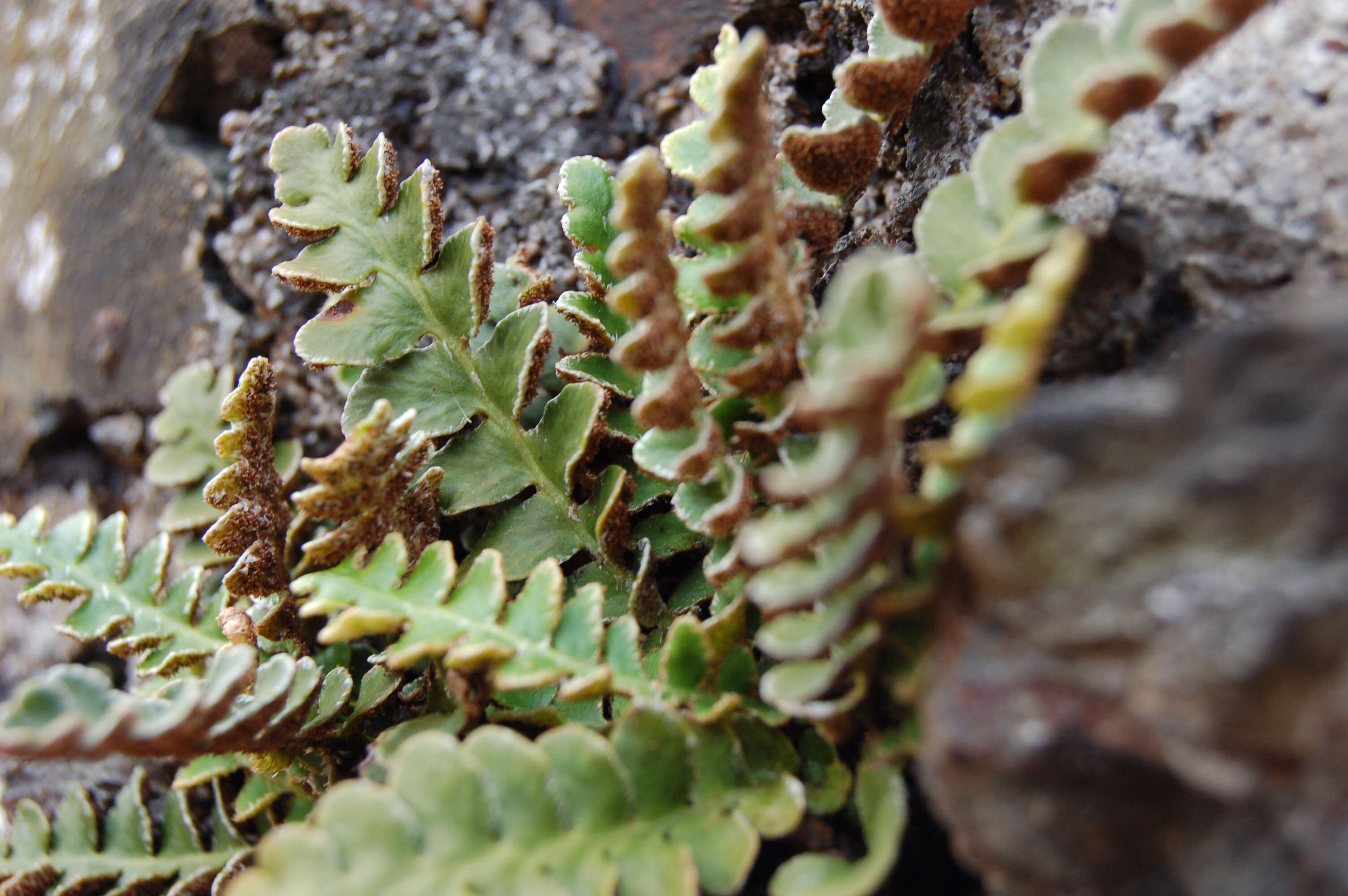 Plancia ëd Asplenium ceterach L.